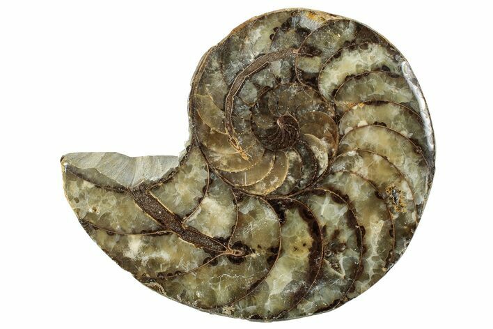 Cut & Polished Jurassic Nautilus Fossil (Half) - Madagascar #289984